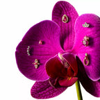 Floret Yakut ve Pırlanta Taşlı Rose Altın Piercing